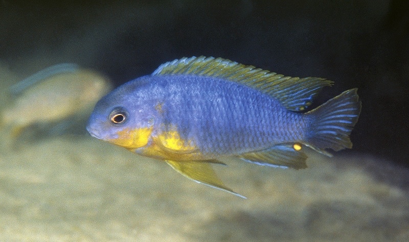 Tropheops sp. 'mauve yellow' Mara Rocks